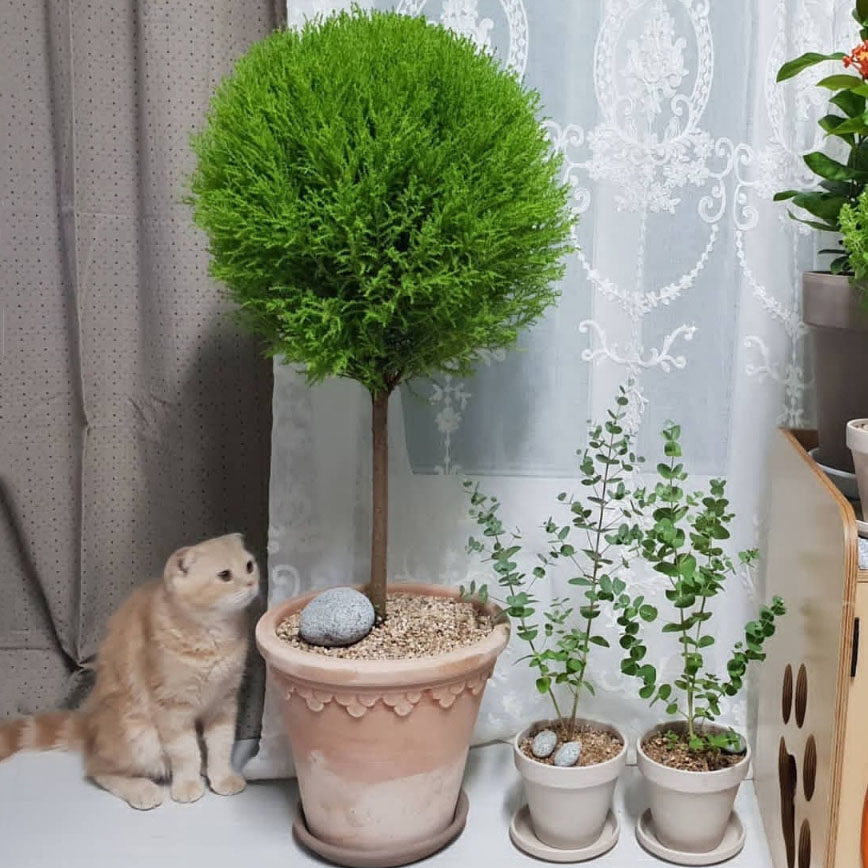 小香松盆栽棒棒糖四季阳台圣诞树