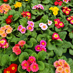 羽叶报春花盆栽带花苞耐寒阳台庭院花园植物欧洲花境玫瑰报春包邮