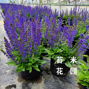蓝花林荫鼠尾草盆栽阳台庭院花镜植物搭配天蓝墨西哥萨利芳薰衣草