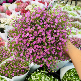 吉普赛满天星鲜花盆栽成品带花苞耐寒室内阳台庭院花卉好养花期长