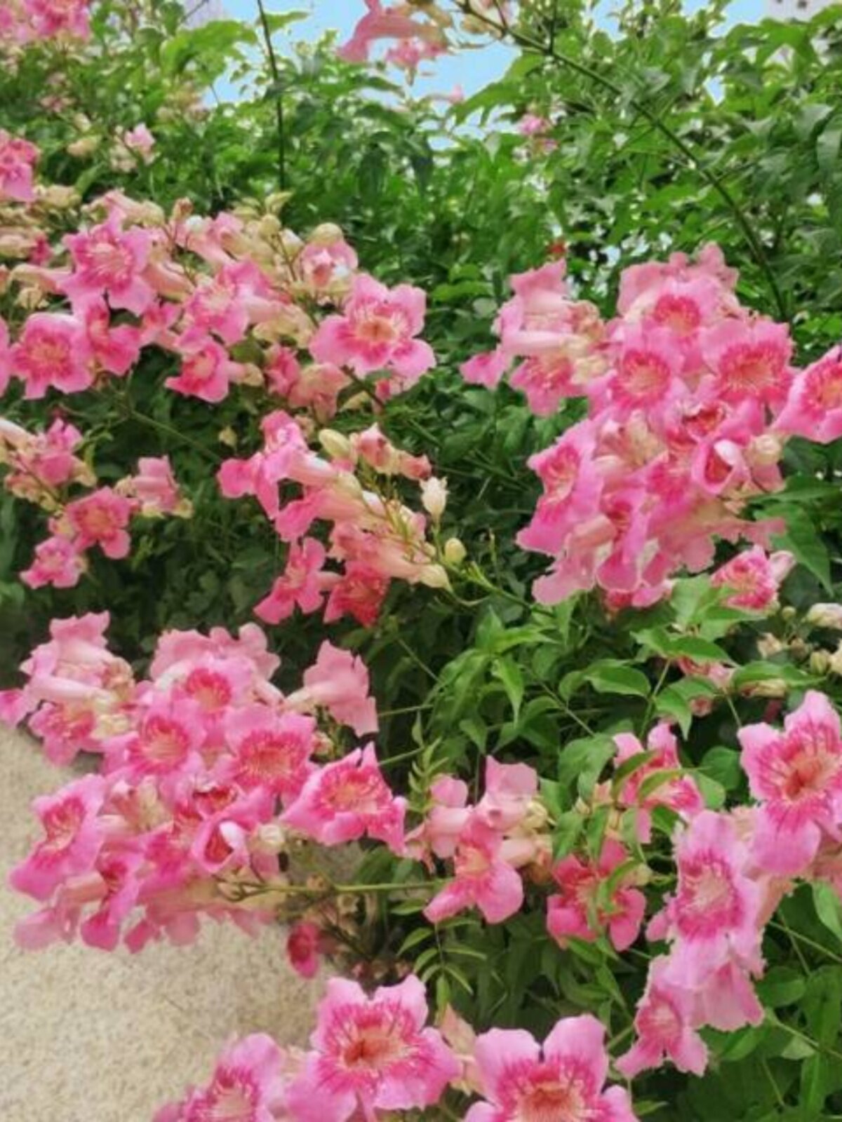 粉色凌霄花盆栽带花苗耐寒耐热非洲凌霄阳台庭院花园花境藤蔓植物