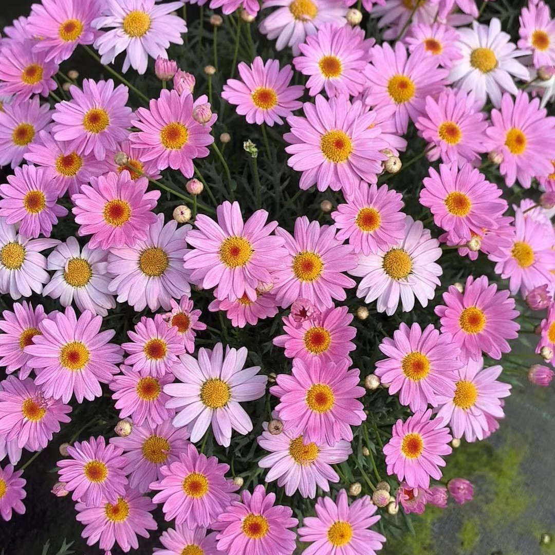 玛格丽特花苗盆栽带花糖果蓝玛阳台庭院花园植物小雏菊花量大好养