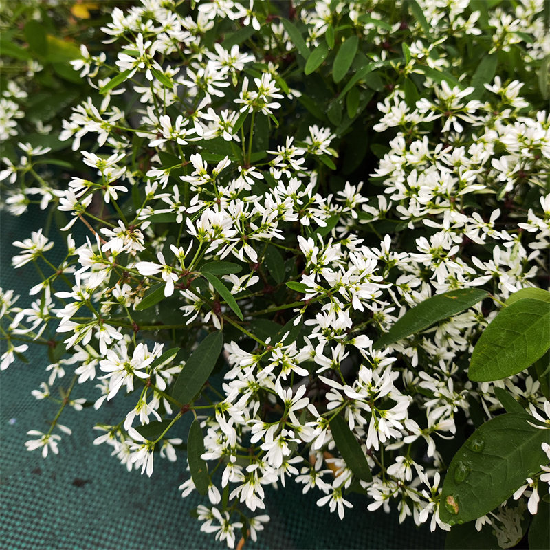 禾叶大戟圣诞白雪花苗重瓣飘雪阳台庭院多年生花期长好养易爆盆栽