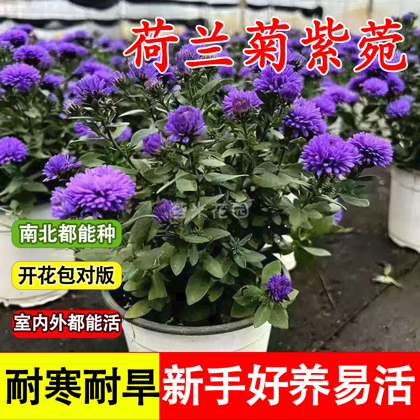 矮生重瓣荷兰菊小卡罗紫菀盆栽翠菊球菊千头菊糖果甜心花国庆菊