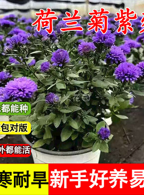 重瓣荷兰菊小卡罗紫菀盆栽耐寒