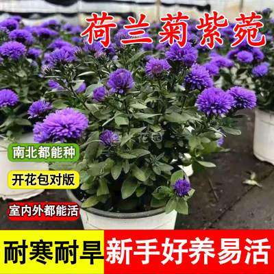 重瓣荷兰菊小卡罗紫菀盆栽耐寒