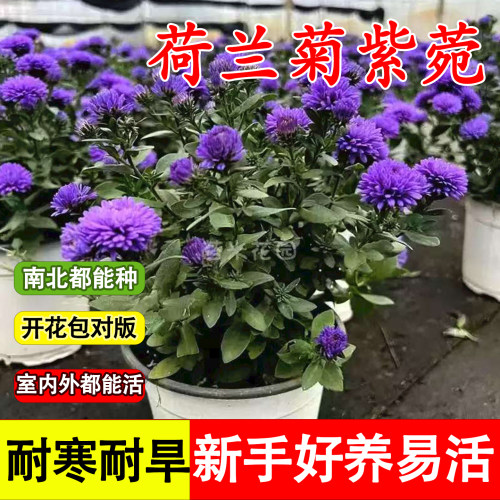 重瓣荷兰菊小卡罗紫菀盆栽耐寒