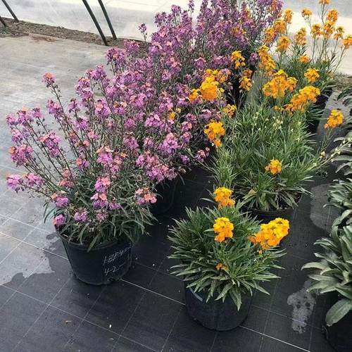 孔雀草盆栽花苗多年生宿根