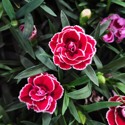 耐寒石竹康乃馨盆栽冬季开花