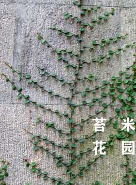 小叶薜荔花叶薜荔多年生蔓藤植物喜阴不耐暴晒盆栽地栽均效果好