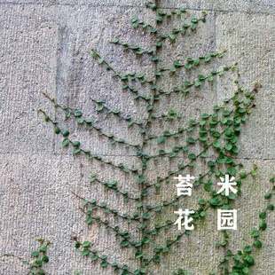 小叶薜荔花叶薜荔多年生蔓藤植物喜阴不耐暴晒盆栽地栽均效果好