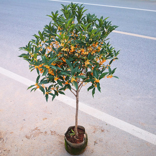 桂花树盆栽地栽室内庭院名贵风景树苗四季常青绿化苗木芳香耐寒