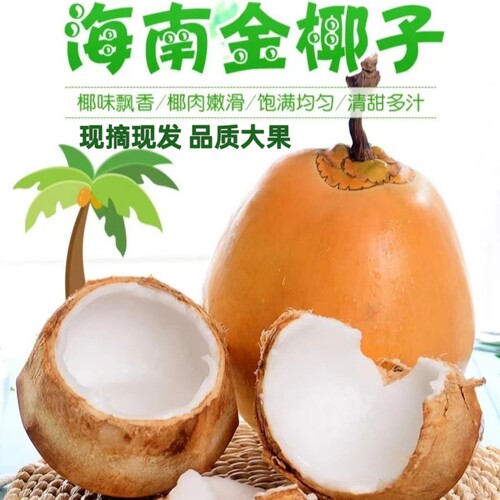 黄金椰子海南特产万宁金椰子大果带皮新鲜椰青产地现摘现发包邮