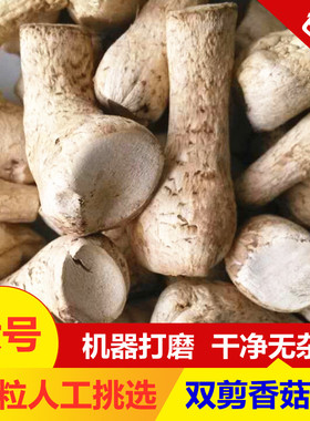 向老伯500g 双剪大香菇脚干香菇丝 商用香菇腿干货冬菇柄花菇脚
