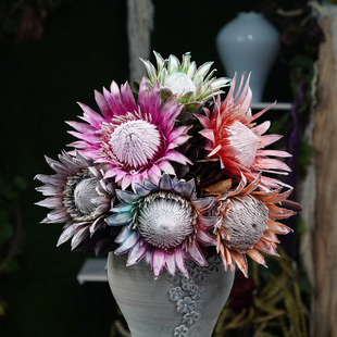 帝王干花花束南非进口花材百搭冰雪皇后公主花定制礼物永生帝王花