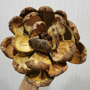 油画莲手工干花真花果壳花苞油画帝王牡丹小众永生花花苞禅意装饰