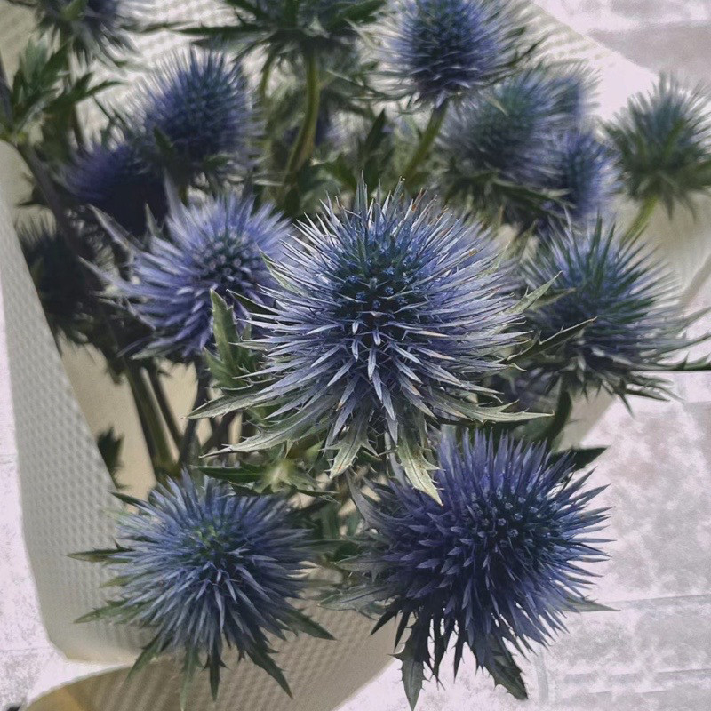 进口高山刺芹澳洲大刺芹送人家养办公室插花风干花居家客厅装饰