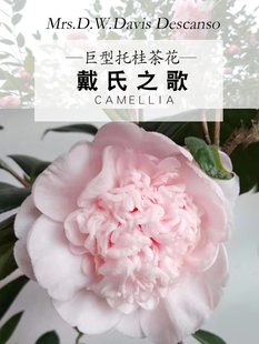 美国进口品种戴氏之歌茶花盆栽高档名贵稀有绿植花卉庭院阳台植物