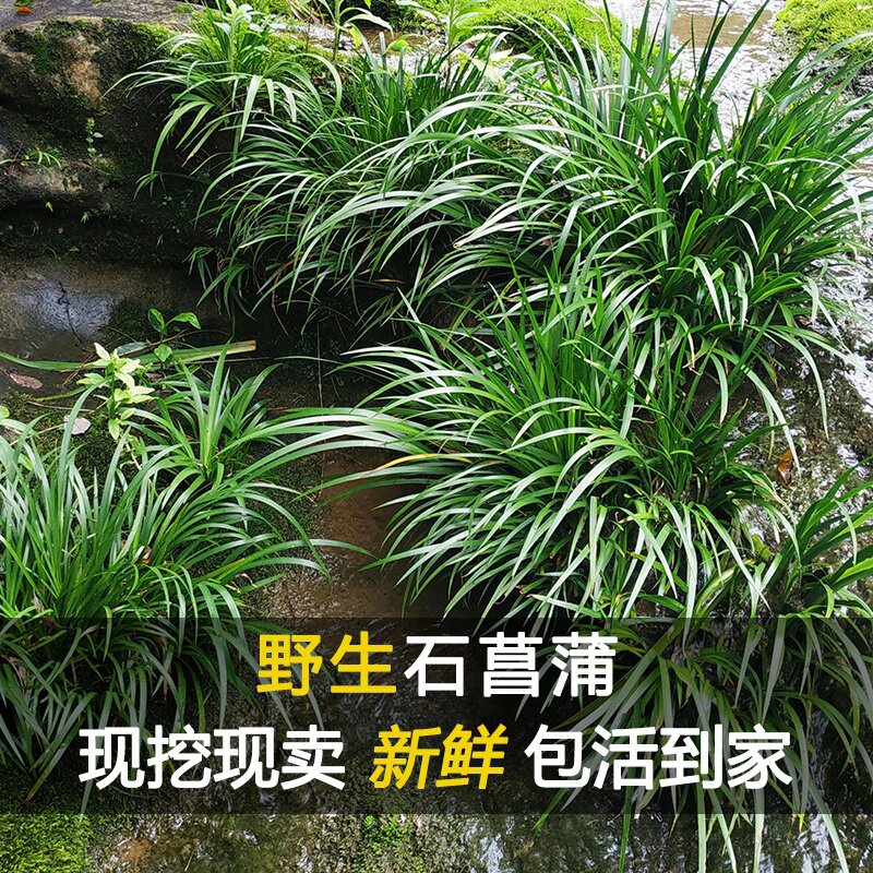 石菖蒲附石龙根菖蒲草水培鱼缸