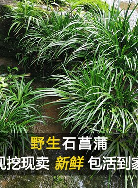石菖蒲附石龙根菖蒲草水培鱼缸