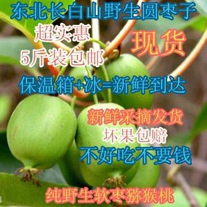 东北野生圆枣子长白山软枣子