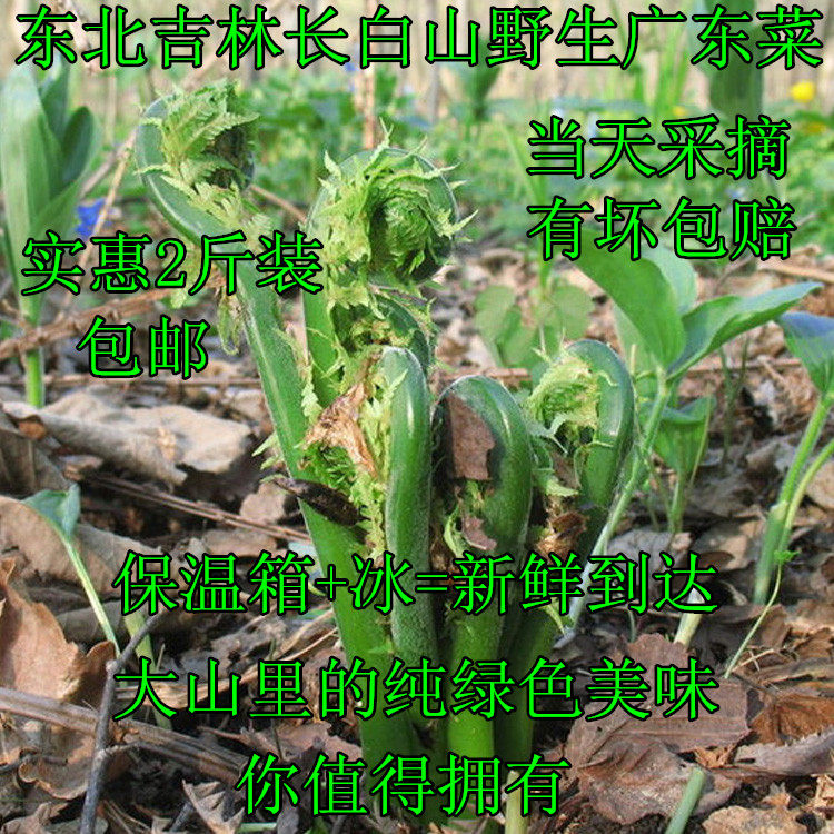 东北长白山野生广东菜新鲜黄瓜香荚果蕨吉林山野菜1000g2斤装包邮