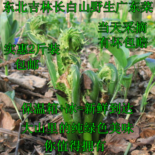东北长白山野生广东菜新鲜黄瓜香荚果蕨吉林山野菜1000g2斤装包邮