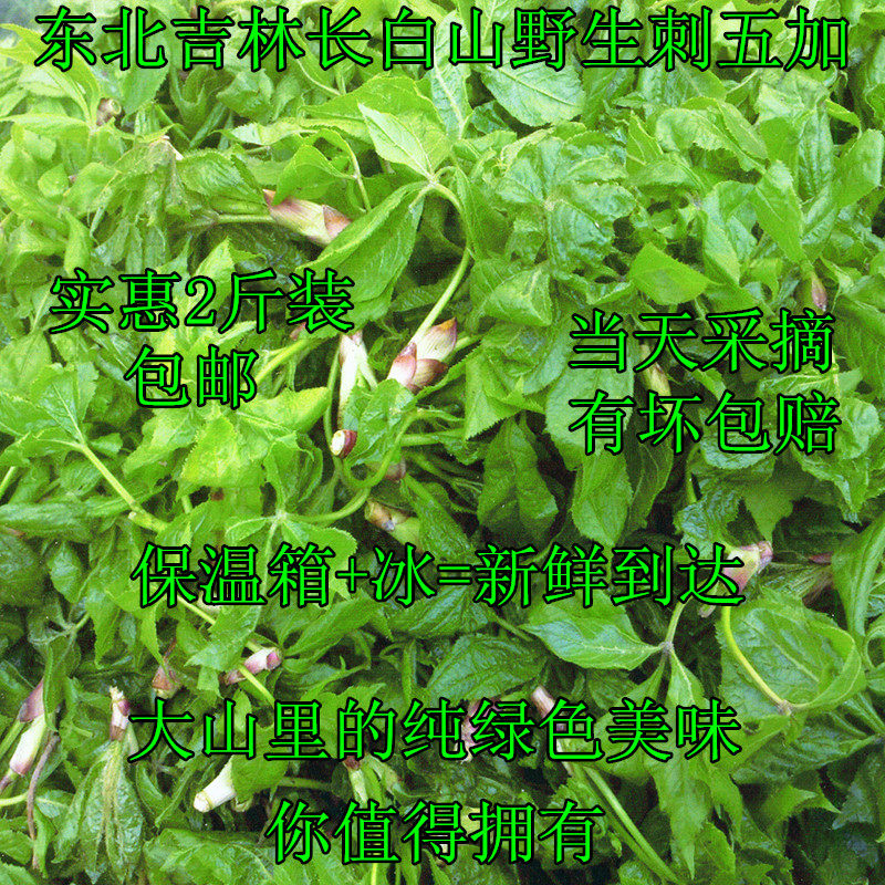 东北长白山野生刺五加新鲜吉林山野菜刺果棒1000g2斤装包邮
