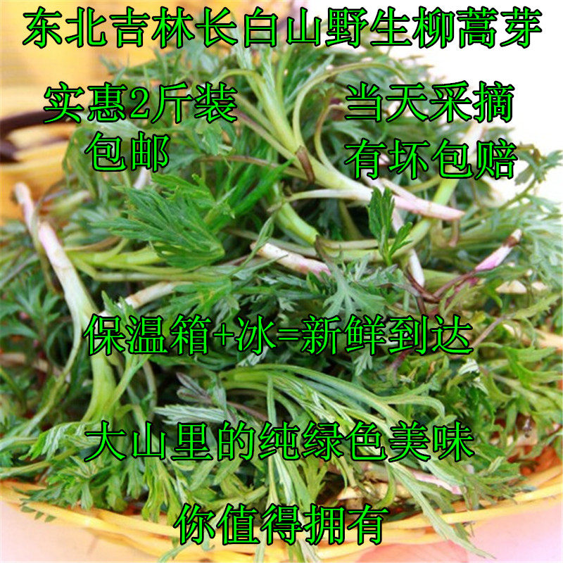 东北长白山野生柳蒿芽新鲜白蒿水蒿吉林山野菜蘸酱1000g2斤装包邮