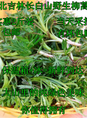 长白山野生柳蒿芽新鲜吉林