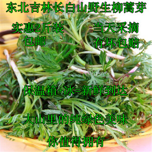 东北长白山野生柳蒿芽新鲜白蒿水蒿吉林山野菜蘸酱1000g2斤装包邮