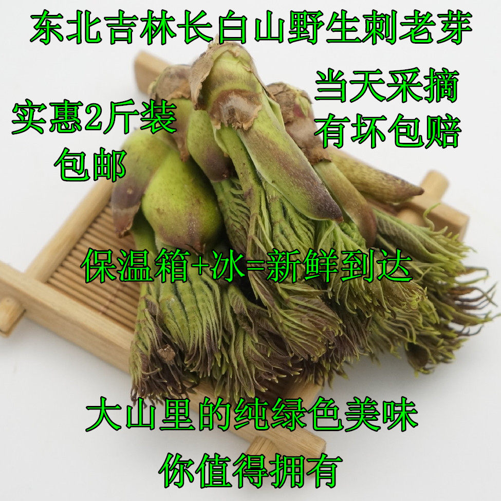 东北长白山野生刺老芽头茬吉林山野菜刺嫩芽1000g2斤装包邮