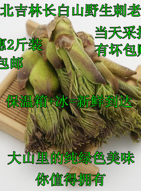 东北野生刺老芽山野菜刺龙芽包邮