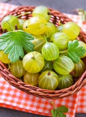 东北长白山特产野生灯笼果醋栗绿樱桃酸掉渣酸子粒1000g2斤装包邮