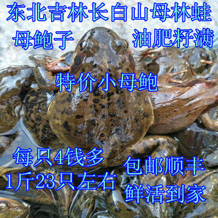 东北林蛙蛤蟆母豹子23-24只/斤长白山特产雪蛤活体鲜活包邮顺丰