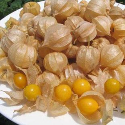 东北长白山特产黄姑娘果 洋姑娘果 灯笼果 菇鸟 1500g 3斤装包邮