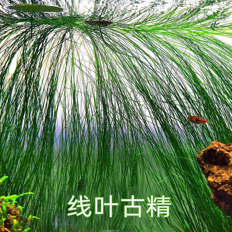 后景水草ada谷精古精鱼缸