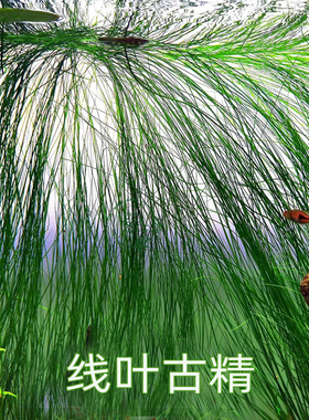 活体水草懒人养殖ada线叶谷精古精品种鱼缸水草水族箱中后景草缸