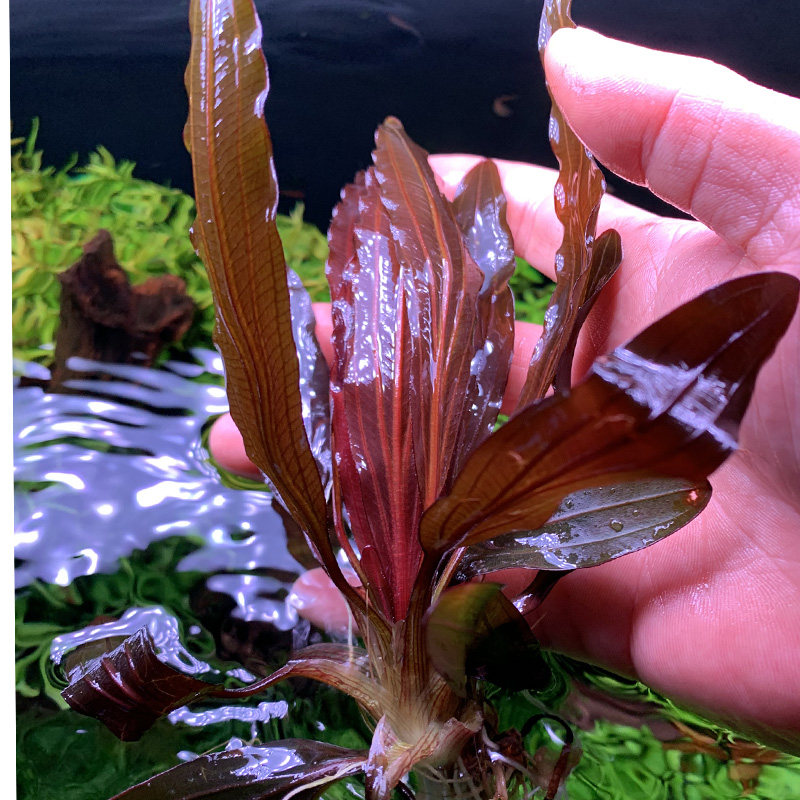 红乌拉圭皇冠紫爵皇冠斑点红狐尾稀有品种草缸造景水族箱装饰懒人