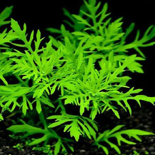 活体懒人易活水下叶水罗兰水草水中叶自家繁殖 调理水质几内亚柳