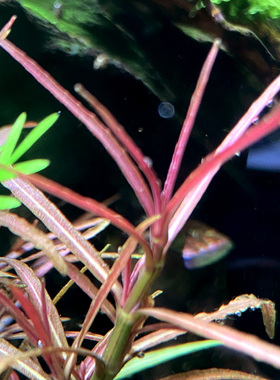 活体淡水真水草ADA紫红针叶柳水草水下叶自家繁殖 鱼缸造景前景