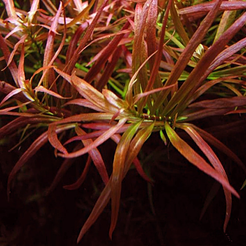 亚马逊水景馆 大红梅 水草 水中叶鱼缸造景