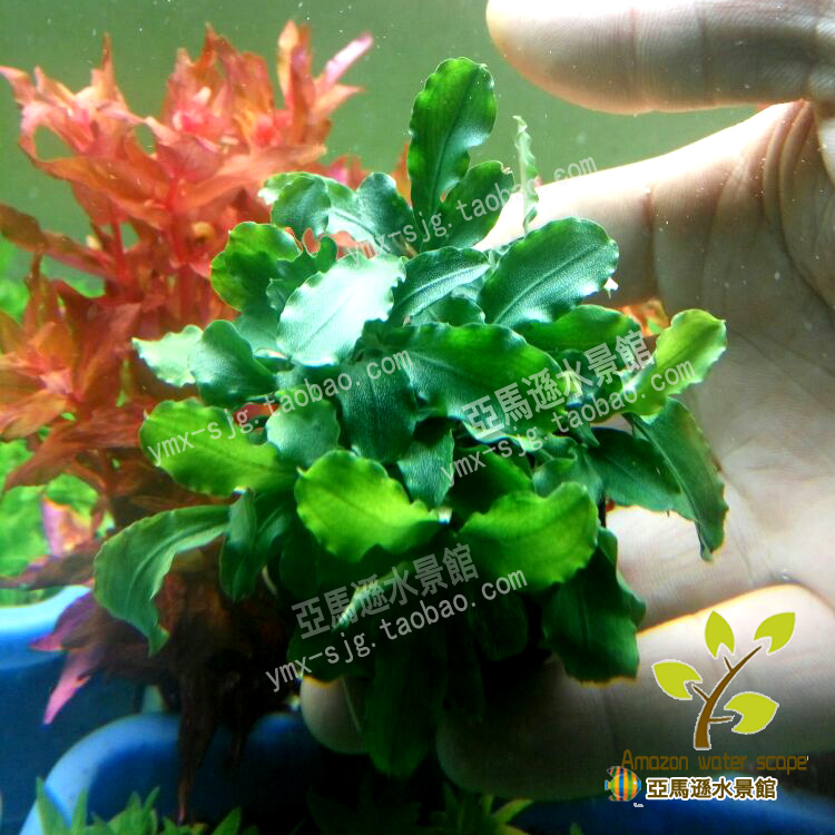 阴性水草淡水鱼缸造景新品坨草辣椒榕新当水草 水下叶鱼缸造景,宠物/宠物食品及用品,水草,淘宝优惠券,粉丝福利购,淘宝优惠卷