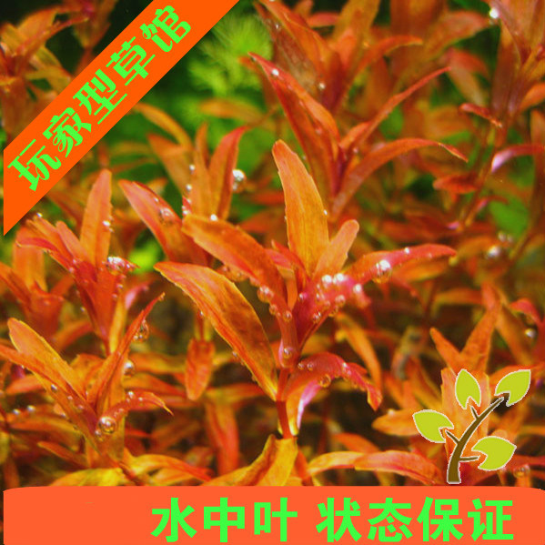亚马逊水景馆尖叶红蝴蝶细叶红蝴蝶水草水中叶鱼缸造景后景真水草