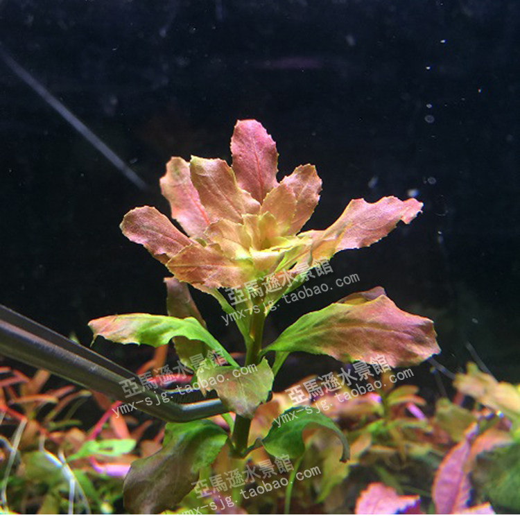 稀有品种草缸中前景真水草北美丁香水中叶鱼缸造景活体虾缸造景,宠物/宠物食品及用品,水草,淘宝优惠券,粉丝福利购,淘宝优惠卷