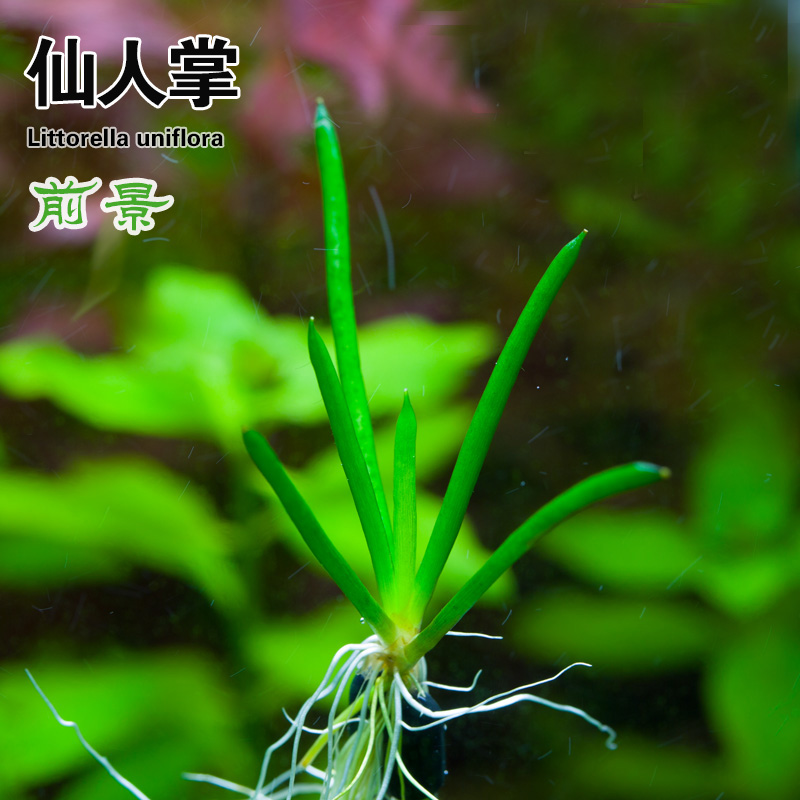 稀有品种ADA造景仙人掌前景水中叶活体水草易活草缸造景植物淡水,宠物/宠物食品及用品,水草,淘宝优惠券,粉丝福利购,淘宝优惠卷