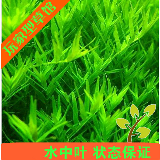绿宫廷亚马逊造景水草