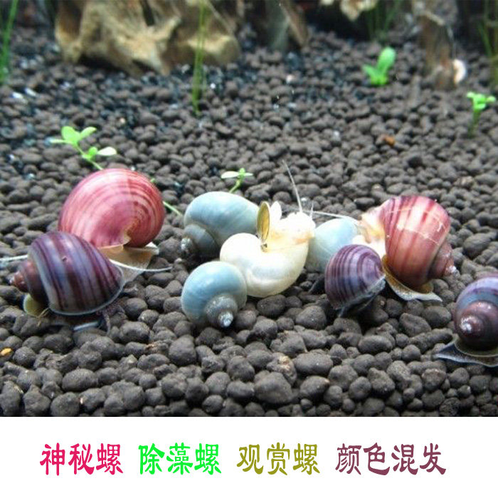草缸杂螺,扁螺,细小_大山谷图库