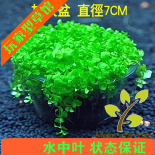 草缸造景荷兰景水草爬地新大珍珠草水中叶迷你矮珍珠真水草水下叶