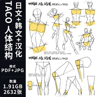 TACO人体结构 动漫角色绘制攻略 人体肌肉骨骼头四肢比例参考素材